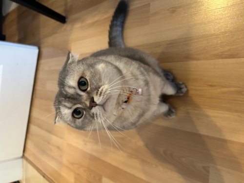 Ev kedisi Dobby’mize acil yuva arıyoruz fotoğraf
