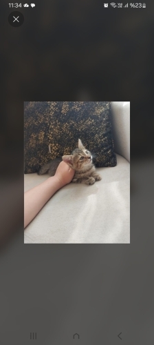 Dünya Tatlısı Ponçik Yeni Yuvasını ve Sevgi Dolu Ailesini Arıyor! 🐾 fotoğraf