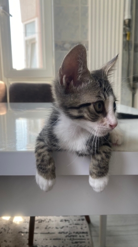 Oyuncu 2.5 aylık kedimize kalıcı yuva arıyoruz fotoğraf