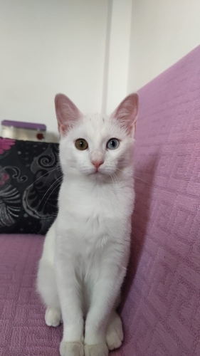 1 yaşında van kedisi çok uysal çok sakin fotoğraf