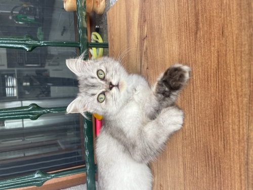 Çok sevimli ve çok cana yakındır fotoğraf
