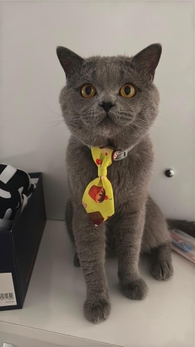 Erkek British shorthair fotoğraf