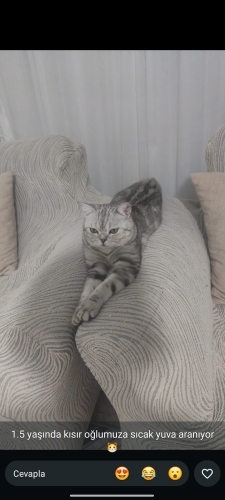 Çok sakin uysal bir çocuk fotoğraf