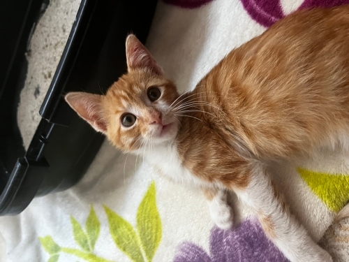Acil yuvaaaa Bebi için fotoğraf