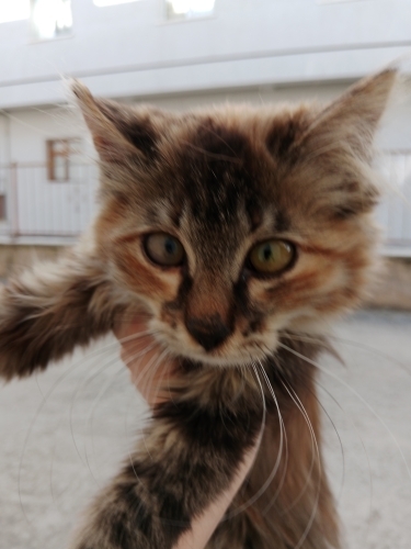 Bu minnoşa ev arıyoruz, sokakta çok zorlanıyo fotoğraf