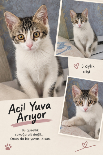 Diyarbakır Yuva fotoğraf