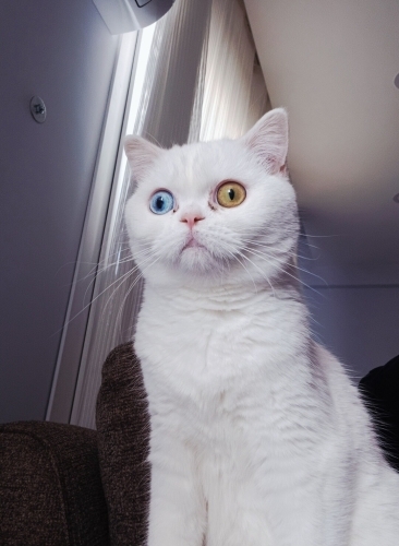 Alice Kızımıza Yuva fotoğraf