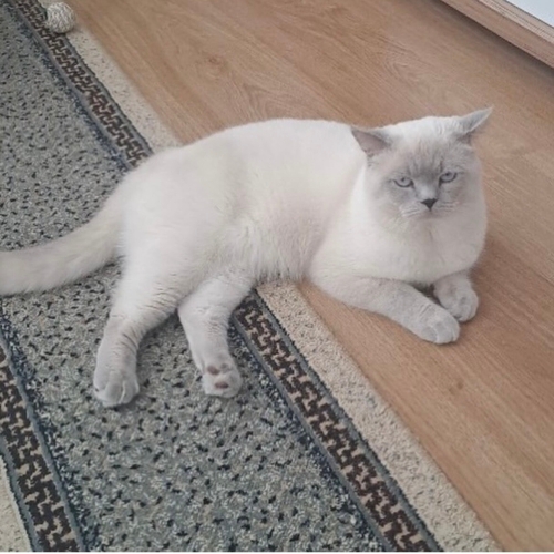 CAN DOSTU DUMAN YUVA ARIYOR fotoğraf