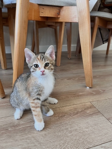 2 kardeş yavrularıma acil yuva arıyorum fotoğraf