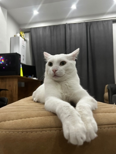 İnsan canlısı,sevimli beyaz kedi fotoğraf