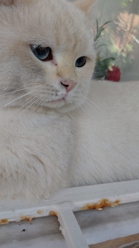 Ömürlük yuva arıyor fotoğraf
