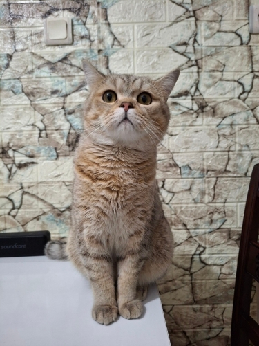 Kısırlaştırılmış erkek kedi yuva arıyor fotoğraf