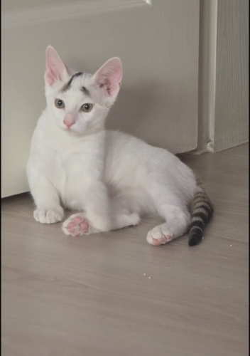Oyuncu Parla yuva arıyor fotoğraf