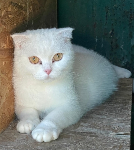 Sokağa Atılmış Hamile Scottish Fold'a Acil Geçici/Kalıcı Yuva Aranıyor fotoğraf