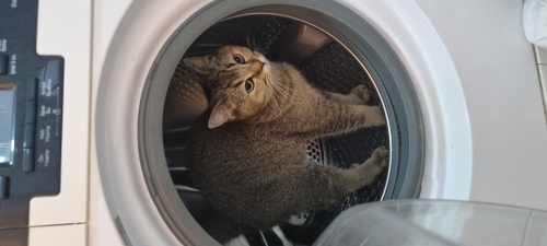 Annemizi sahiplendiriyoruz fotoğraf