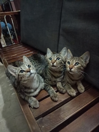 3 yavru tekir kardeş fotoğraf