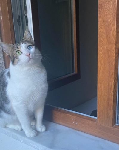 GÜLBEY ÖMÜRLÜK YUVA ARIYOR fotoğraf