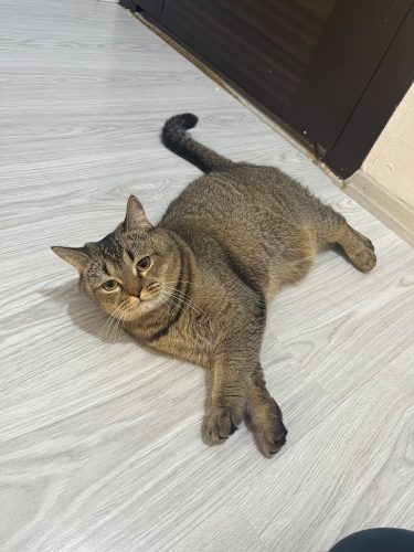Uysal ve Sakin 17 aylık kısır dişi fotoğraf