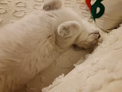 Sevimli dostumuza yuva arıyoruz fotoğraf