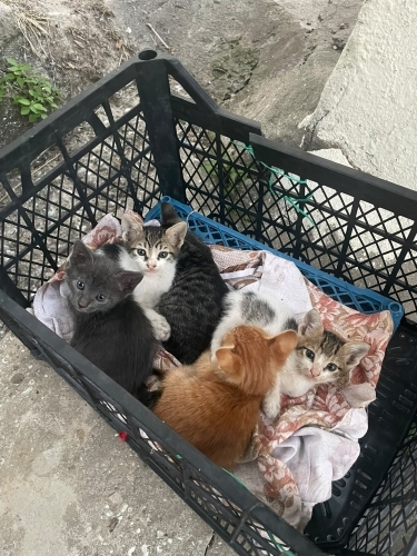 7 KARDEŞE ÇOK ACİL YUVA ARIYORUZ fotoğraf