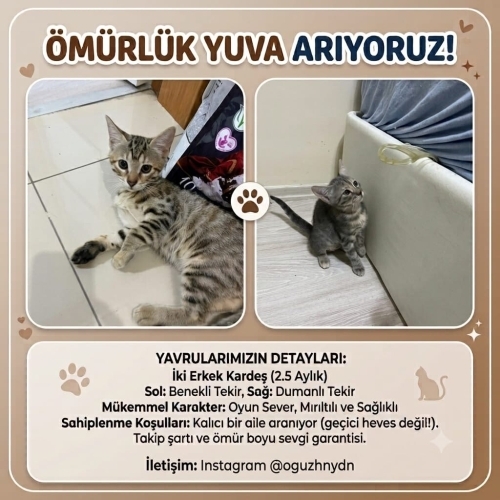 Yavru kardeşlerimizi acil sahiplendiriyoruz fotoğraf
