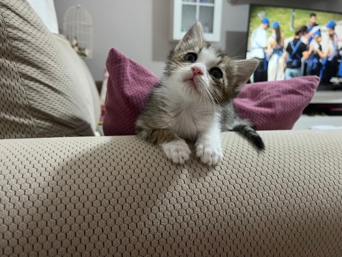 Çok sevecen, mini mini bir bebek fotoğraf