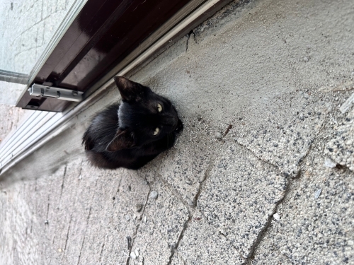 Dünya tatlısı Bombay kedi yavrusu fotoğraf