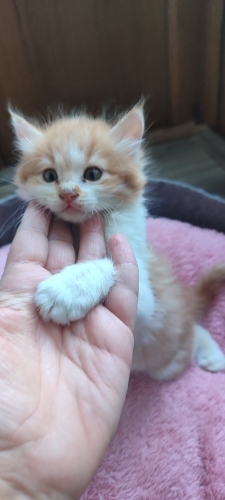 KUZU GÖRÜNÜMLÜ KEDİ YAPMIŞLAR :) fotoğraf