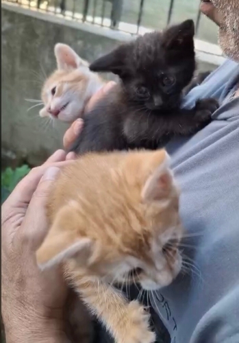 Leo Luna milo ömürlük yuvalarını arıyorlar fotoğraf