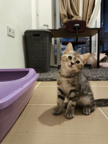 Chinchilla Tekir kırması tatlı kız fotoğraf