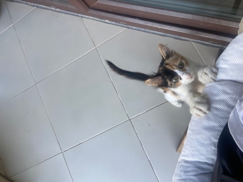 Sokakta bulduğum yavru kedi fotoğraf