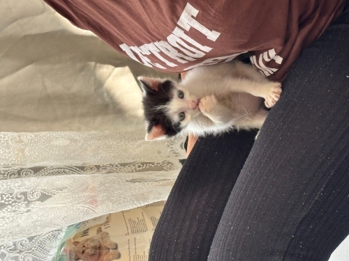çok oyuncu, obur ve uykucu bir kız fotoğraf