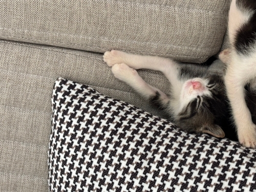 obur ve oyuncu bir çocuk🐾 fotoğraf