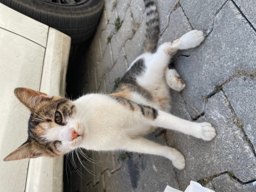 Bir Gözü Eksik, Sevgisi Kocaman Ömürlük Yuva Arıyor fotoğraf