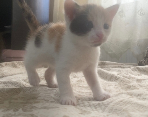 2 aylık yavru dişi tekir kedimizi sahiplencek iyi yuva arıyoruz. fotoğraf