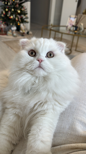 🐾 ÖMÜRLÜK YUVASINI ARIYOR – ARES 🤍 fotoğraf