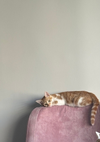 2 aylık dişi yavruya kalıcı yuva arıyoruz fotoğraf