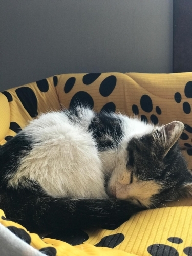 Sıcacık bir yuva arayan minik bir prenses fotoğraf