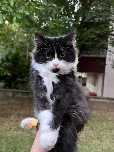 Kardeşlerinden sadece o hayatta kaldı, tek başına sokakta yaşamaya çalışıyor fotoğraf