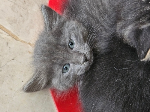 45 günlük 4 adet yavru ücretsiz sahiplenme fotoğraf