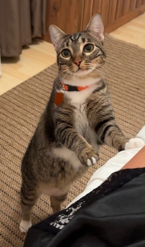 Çok sevimli cana yakın bir dost fotoğraf