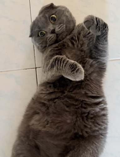 Adı Eşref ismine duyarlı sevim sevecen bir kedi fotoğraf