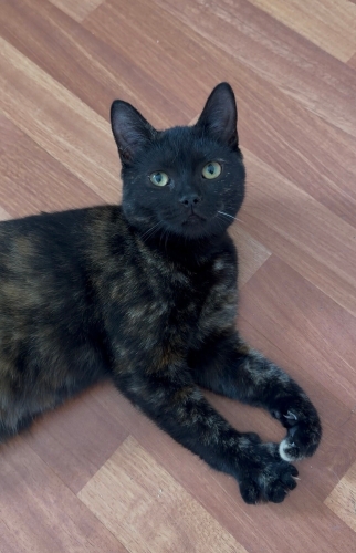 British+domestic shorthair kırması kıza ömürlük yuva fotoğraf