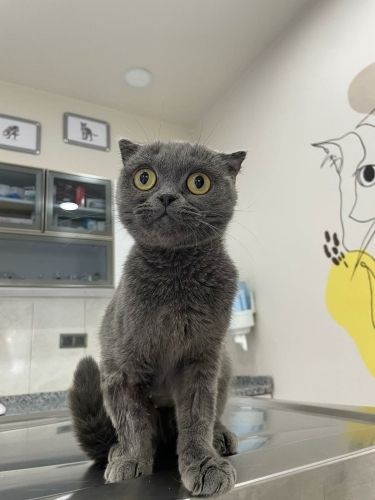 BRİTİSH SHORTHAİR KIZ TEK KEDİ OLACAĞI ÖMÜRLÜK YUVASINI ARIYOR YENİMAHALLE fotoğraf