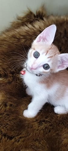 Oyuncu tatli sevimli fotoğraf