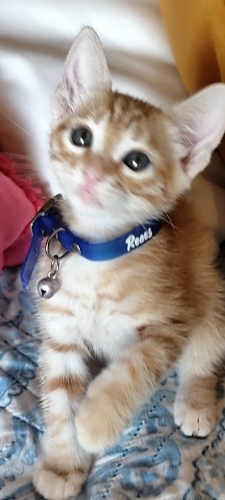Oyuncu sevimli saglikli fotoğraf