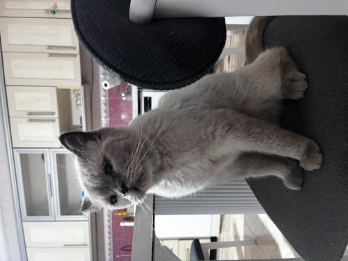 Cins kedi siyam fotoğraf