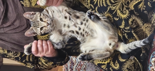 Kardeşleri Sahiplendirilen Tekire Yuva fotoğraf