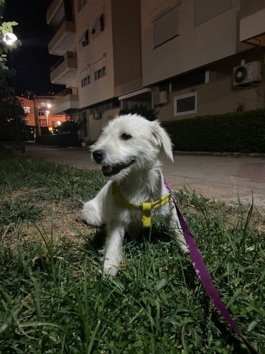 Çok sakin, hiç sesi çıkmayan bir terrier. Ücretsiz sahiplendirilecektir fotoğraf