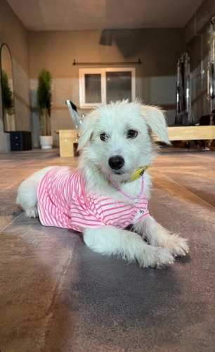 Çok sakin, hiç sesi çıkmayan bir terrier. Ücretsiz sahiplendirilecektir fotoğraf